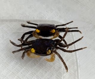 Краб Геоцезарма Золотоглазый